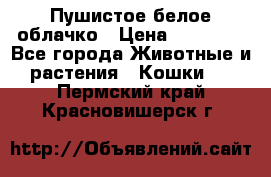 Пушистое белое облачко › Цена ­ 25 000 - Все города Животные и растения » Кошки   . Пермский край,Красновишерск г.